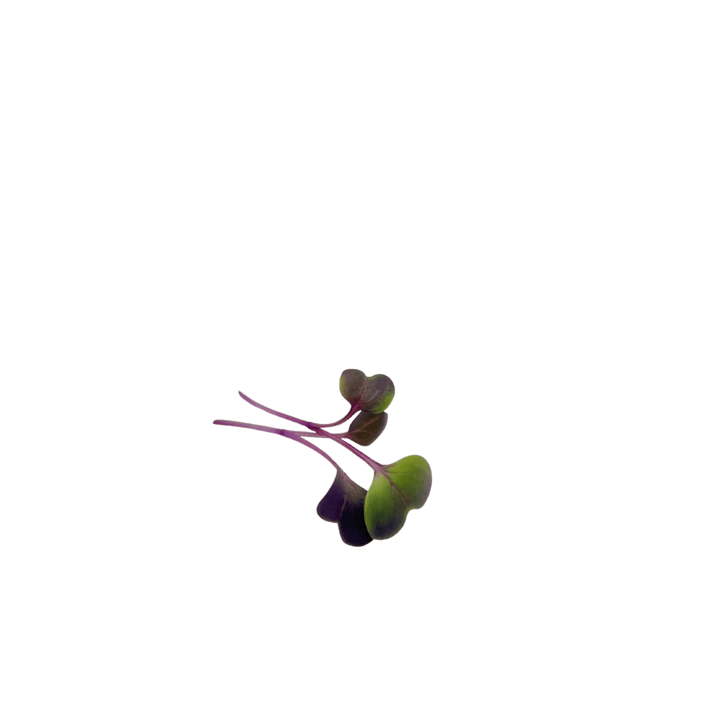 Sango Radish - greenloopfarms