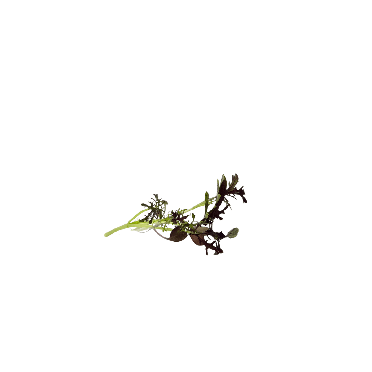 Live pot of Scarlet Frills mustard microgreens, grown pesticide-free in Singapore by GreenLoop Farms