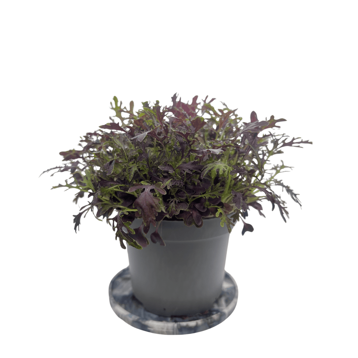 Scarlet Frills mustard microgreens with frilled purple-green leaves, grown indoors at GreenLoop Farms Singapore