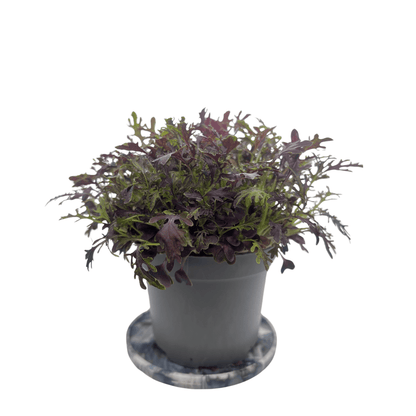Scarlet Frills mustard microgreens with frilled purple-green leaves, grown indoors at GreenLoop Farms Singapore
