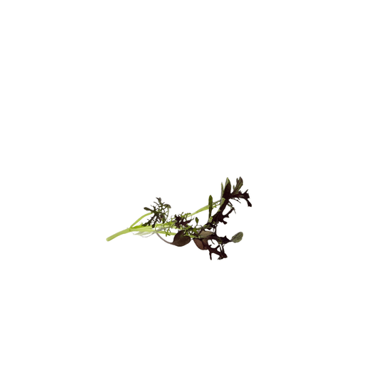 Scarlet Frills Mustard - greenloopfarms