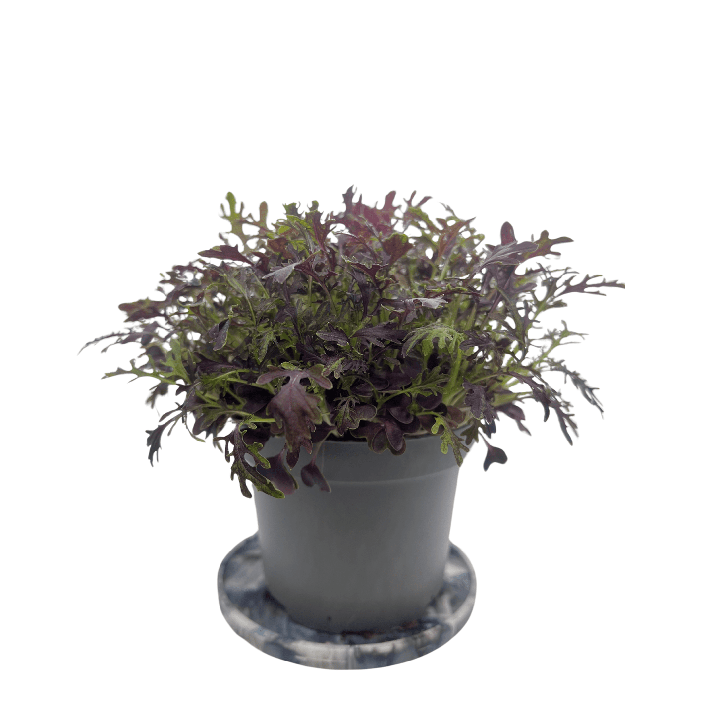Scarlet Frills Mustard - greenloopfarms
