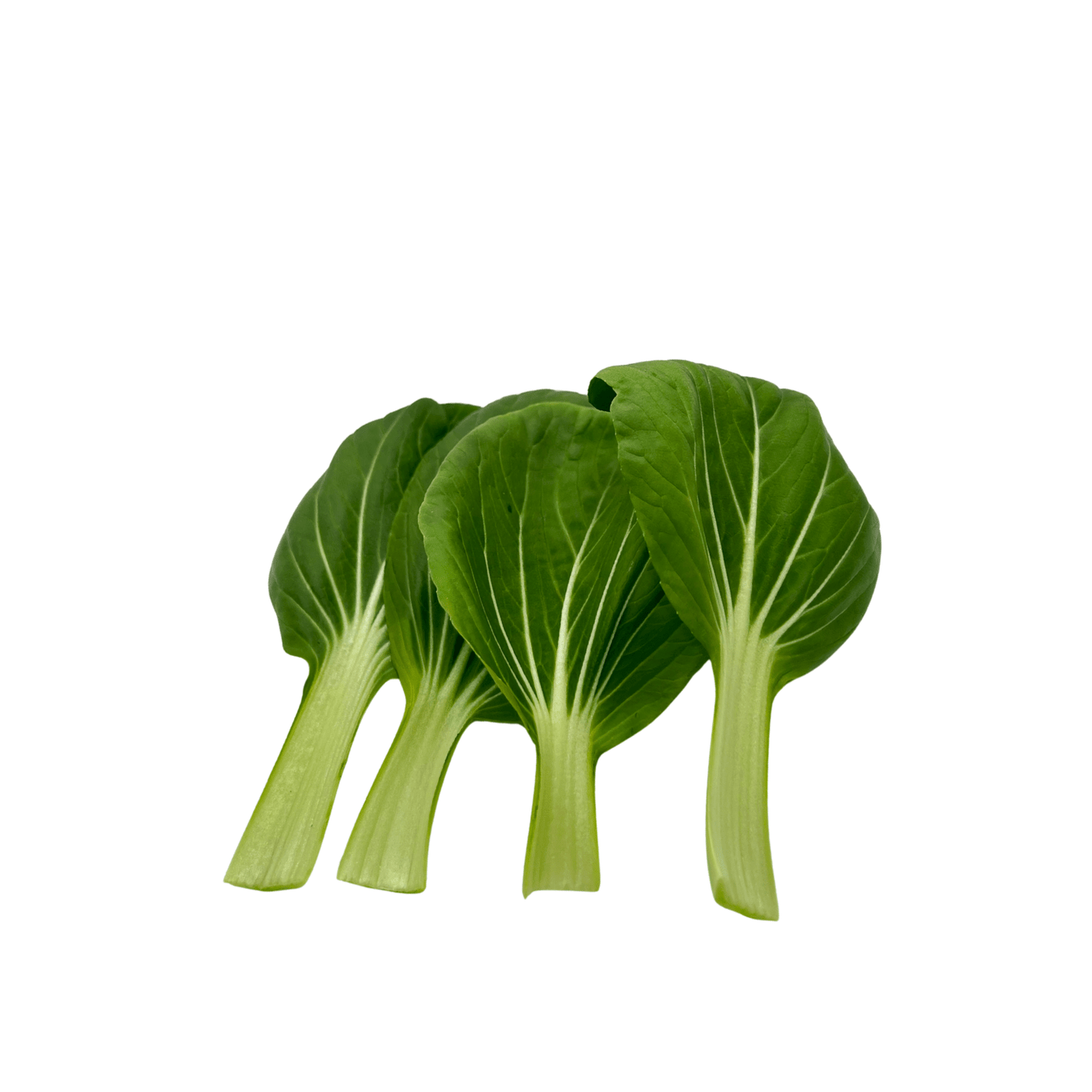Shanghai Green - greenloopfarms