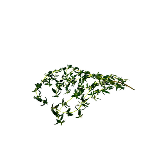 Fresh thyme sprigs with small green leaves, grown indoors at GreenLoop Farms in Singapore