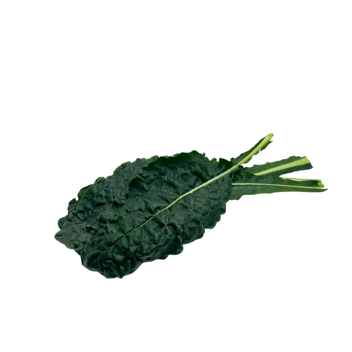 Tuscan kale with long, puckered dark green leaves, grown indoors at GreenLoop Farms in Singapore