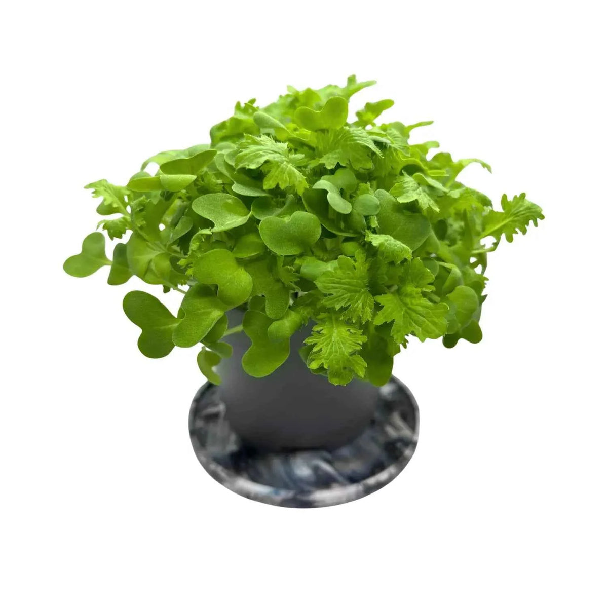 Wasabina mustard microgreens with frilled green leaves and a wasabi heat, grown at GreenLoop Farms Singapore