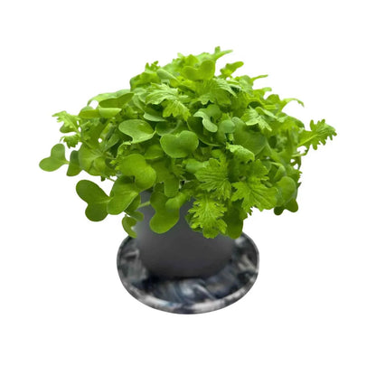 Wasabina mustard microgreens with frilled green leaves and a wasabi heat, grown at GreenLoop Farms Singapore