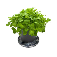 Wasabina Mustard